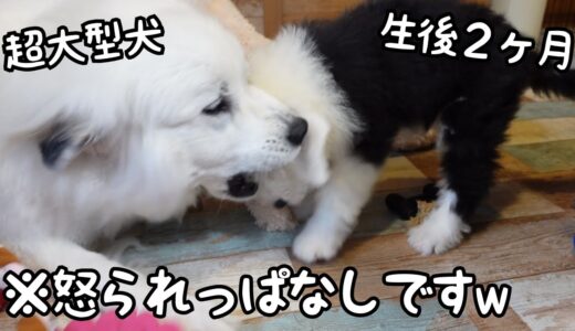 【可愛い】おもちゃを全部自分のものにしようとする子犬に超大型犬が・・・w｜グレートピレニーズ