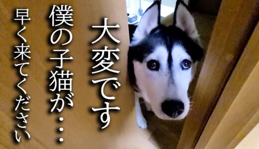 深夜にハスキー犬がくんくん騒いでるのでついて行くと子猫が…