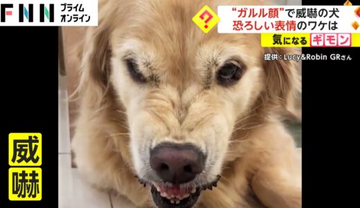 “ガルル顔”で威嚇の犬　恐ろしい表情のワケは...栗