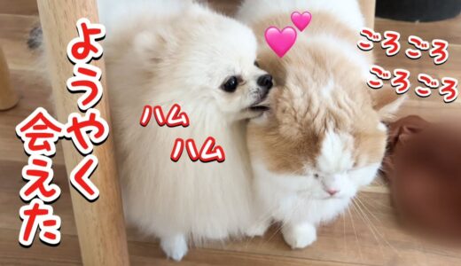 しばらく会えなかった猫と犬が再会した様子がかわいすぎた！