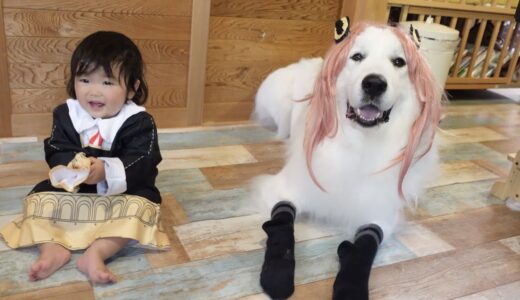 【まさか！】ハロウィンコスプレを堪能した超大型犬と妹が可愛すぎました｜グレートピレニーズ