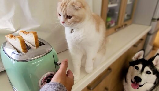 トースターから食パンが飛び出した時の猫と犬の反応が100点すぎた