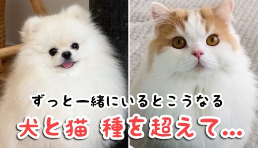 犬と猫。仲良くなれないと言われたけど、一緒に色んな遊び方が出来るようになった2人に感動しました！