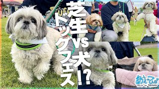 【シーズー】せっかくのフェスなのに芝生の上を歩けない犬!?【福井県大飯町ドッグフェス10/8】