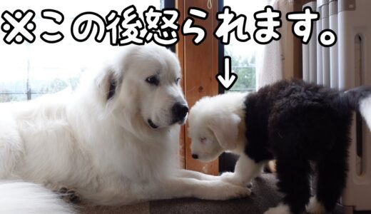 【一喝】生後2ヶ月の子犬が調子に乗りすぎてついに超大型犬に怒られました｜グレートピレニーズ