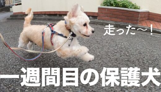 一週間目の変化。保護犬メルちゃんが走りました。