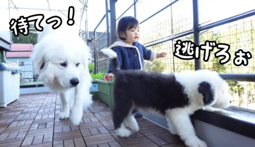 【祝】初めての庭で暴れ回る子犬が心配で超大型犬がずっと後追いしてましたw｜グレートピレニーズ