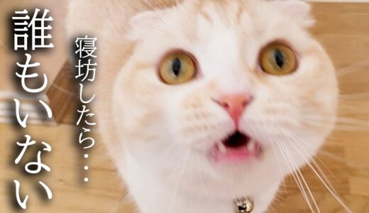 早朝に「犬がいない！」と大声で朝泣きしちゃう猫がこちら...