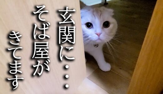 玄関に出前のそばが届いたら猫と犬がこうなっちゃいました