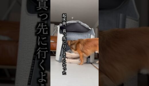 犬用のこたつに飼い主が入ったらめっちゃ怒った！ #shorts