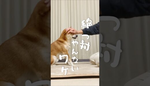 おやつをもらう柴犬は忙しい#犬#柴犬#三浦半島遊びに来てね