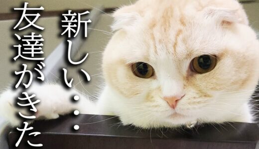 猫と犬に新しい友達を連れきたらこうなっちゃいました…