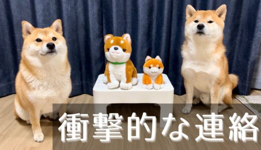 「柴犬と介護用人形」の動画が、制作会社の会長にバレてしまいました