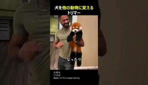 犬を他の動物に変えるトリマー