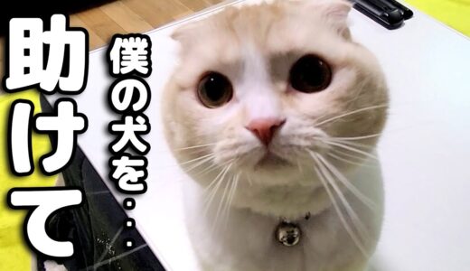 深夜に嘔吐で助けを求めてきた猫がまさかの行動に...