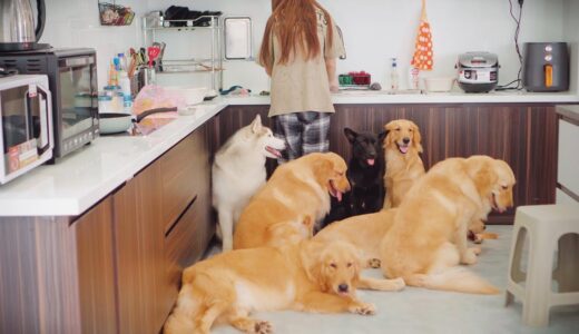 料理を作っている飼い主を守る犬たちが可愛い・新居でのトビファミリーの週末「ダラット生活」