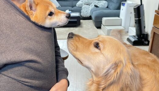 パパのお腹で暖をとる豆柴を羨ましがり犬語で文句を言うゴールデンレトリバーが可愛すぎました...