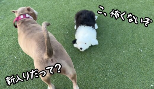 【まさか！】あれだけ調子に乗っていた子犬が大型犬に囲まれると態度が急変しましたw｜オールドイングリッシュシープドッグ&グレートピレニーズ