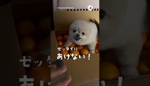 みかんは渡さぬ！！！｜PECO #みかん犬 #ポメラニアン #犬 #愛犬家 #犬のいる暮らし #pomeranian #dog #dogs #doglover #dogvideo