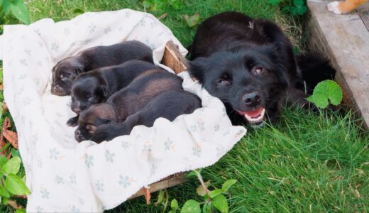 庭で4匹赤ちゃん犬を見つけた！有り得ないところで生まれた