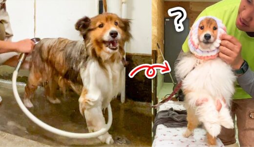 犬をシャンプーしたら、モフモフ度がアップした！