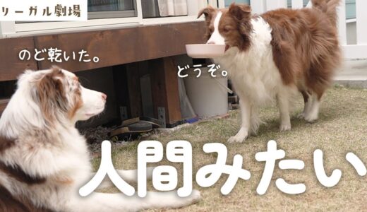 弟犬のお世話を一生懸命するお姉ちゃん犬が優しすぎる…！？  ショートフィルム『 Water-お水-』【リーガル劇場】