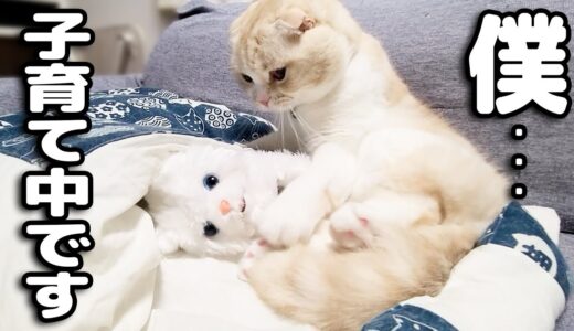 猫と犬が子育てを始めました...