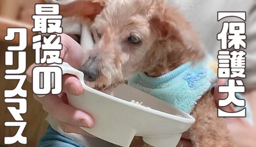 【保護犬・猫】寂しいけれど···それは幸せの始まりなんです「vol.376｣