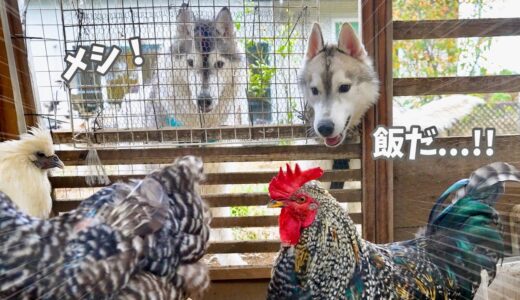 【大変】目の前の鶏さんに大興奮な空腹ハスキー兄弟がこちら...笑　【シベリアンハスキー】