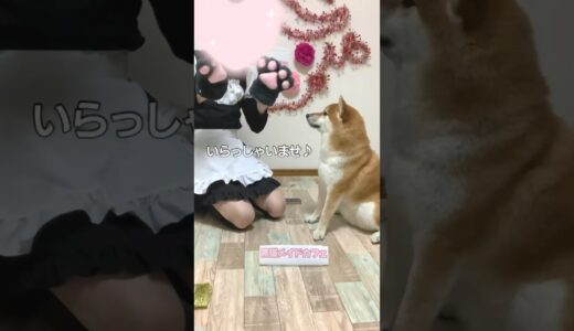 主人の奇行に適応する柴犬こまちゃん。#shorts