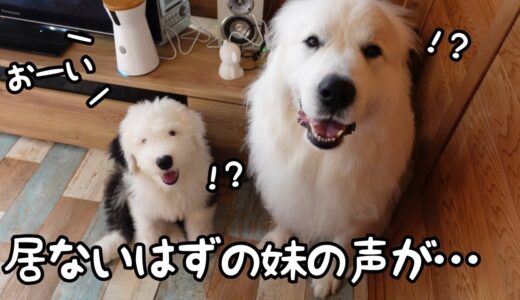 【泣ける】家に居ないはずのママと妹の声が聞こえたら超大型犬と子犬がこうなりました…｜グレートピレニーズ