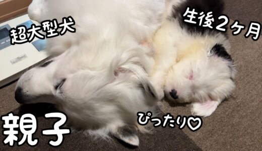 【家族愛】まるで本当の親子のように体を添わせて眠る超大型犬と子犬が可愛い｜グレートピレニーズ