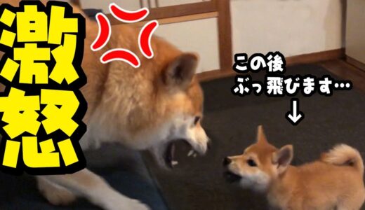 子犬がとうとうぶっ飛ばされてしまいました…姉犬の頭突きで吹っ飛ぶ子犬が切なすぎました…