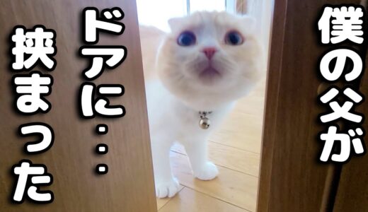 猫がニャーニャー鳴いてたのでついて行くと犬がドアに...