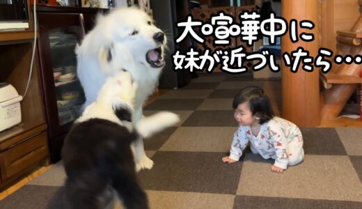 【神業】どれだけ大暴れしていても妹が近くにくると秒で大人しくなる超大型犬が凄すぎました｜グレートピレニーズ