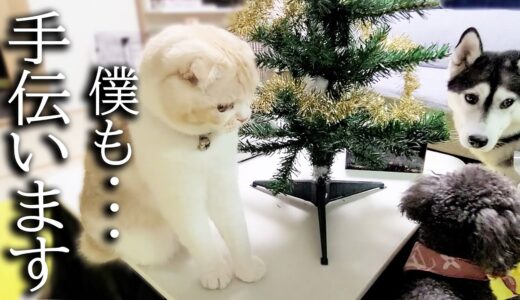 猫と犬達で一緒にクリスマス準備したら大喜びしてかわいすぎました笑