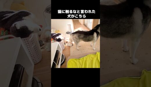 猫に触るなと言われた犬...笑#shorts