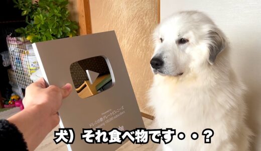 YouTubeからあの物が届いたので超大型犬と開封しました【改めまして編】