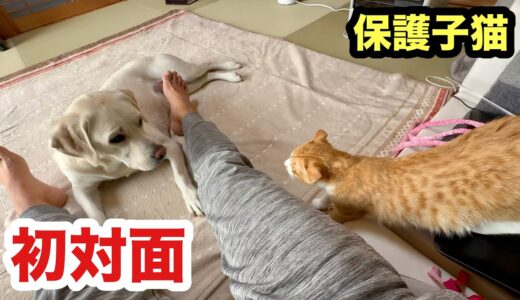 初めて犬と顔を合わせる保護子猫が怖がりながらも勇敢だった