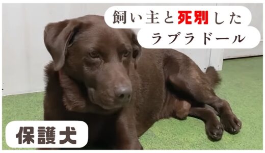 【保護犬】７歳で居場所を失ってしまったチョコラブのラブ・・「vol 374