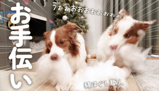 犬達にクリスマスツリーの飾り付けのお手伝いしてもらったら激しすぎた😂笑