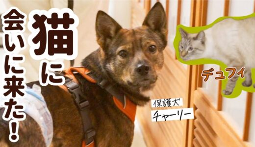 初めて猫に会った保護犬チャーリー、嬉しくてたまらないらしい！