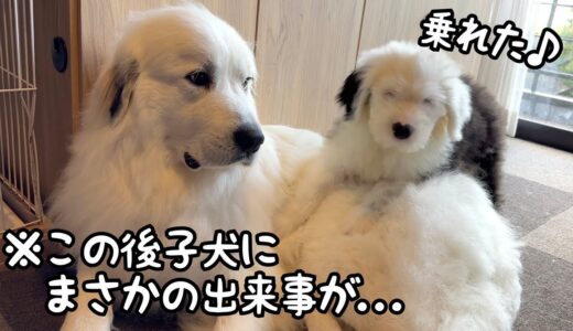 【倍返し】ついに超大型犬の上に乗った子犬にまさかの悲劇が訪れましたw｜グレートピレニーズ