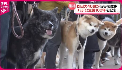 【ハチ公生誕100年を記念】秋田犬40頭が渋谷でお散歩