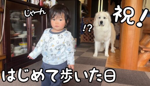 【ついに！】初めて妹が1人で歩いた瞬間の超大型犬がまさかすぎましたw｜グレートピレニーズ