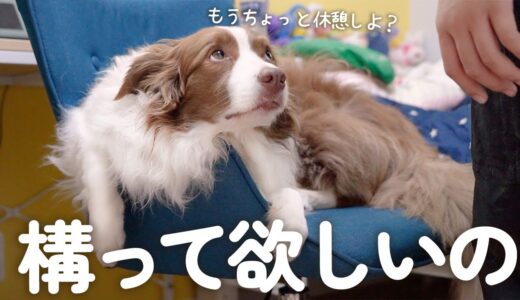 いつも居ない時間にお兄ちゃんが居て甘えん坊が炸裂した犬達が可愛い🥺