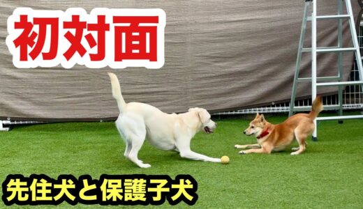 先住犬と初対面する保護子犬が大喜びで遊んでて泣けてきます