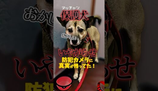 最悪な「イヤガラセ」をされた犬→里親探し→大変なことになりました。#shorts