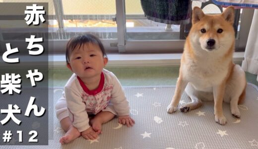 テクテク歩くだけで笑ってくる狂気的な赤ちゃんにビビる柴犬