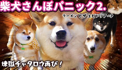 【犬猫アテレコ】責務を全うしろ！柴犬さんぽだ！！ ー其の弐ー